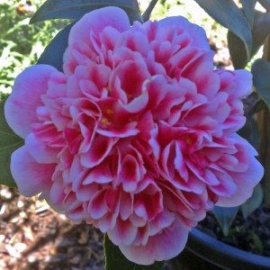 Camellia japonica 'Volunteer'