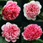 Camellia japonica 'Volunteer'