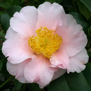 Camellia japonica 'Vospers Rose'