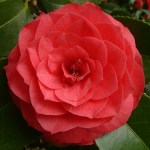 Camellia japonica 'Waiwhetu Beauty'