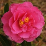 Camellia x williamsii 'Waltz Time'