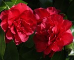Camellia japonica 'Warrior'