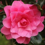 Camellia x williamsii 'Water Lily'