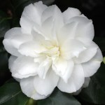 Camellia japonica 'Waterloo'