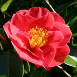 Camellia japonica 'Waverly'