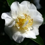 Camellia japonica 'White Empress'