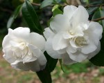 Camellia japonica 'White Giant'