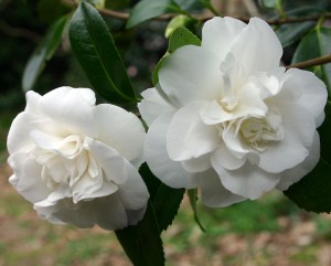 Camellia japonica 'White Giant'