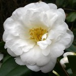 Camellia japonica 'White Nun'