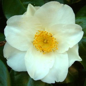 Camellia japonica 'White Swan'