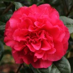 Camellia x williamsii 'Wilber Foss'