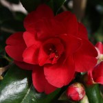 Camellia japonica 'Wildfire'