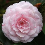 Camellia japonica 'William Bartlett'