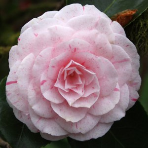 Camellia japonica 'William Bartlett'