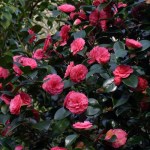 Camellia japonica 'William Bull'