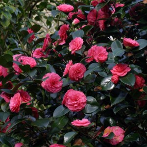 Camellia japonica 'William Bull'