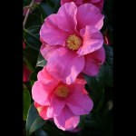Camellia x williamsii 'William Carlyon'