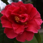 Camellia reticulata 'William Hertrich'