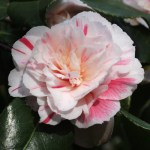Camellia japonica 'William Honey'