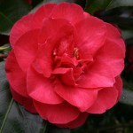 Camellia japonica 'Winter Cheer'