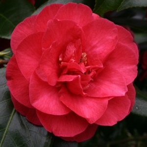 Camellia japonica 'Winter Cheer'