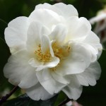 Camellia japonica 'Winter Morn'