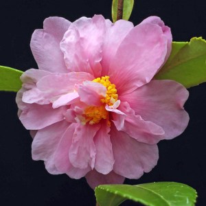 Camellia 'Winter's Charm'