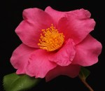 Camellia 'Winters Fire'