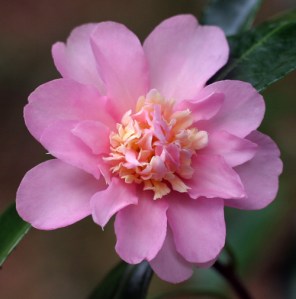 Camellia 'Winter's Interlude'