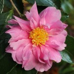 Camellia 'Winter's Joy'
