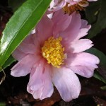 Camellia 'Winter's Rose'