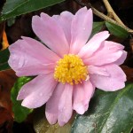Camellia 'Winter's Rose'