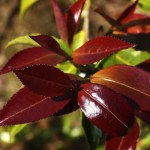 Camellia 'Winter's Snowman'