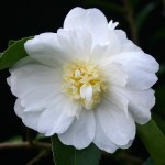 Camellia 'Winter's Snowman'