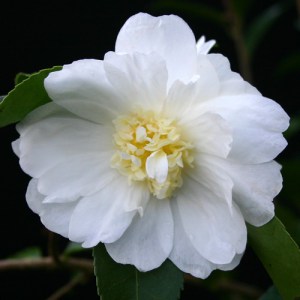 Camellia 'Winter's Snowman'