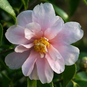 Camellia 'Winter's Toughie'