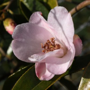 Camellia 'Winton'