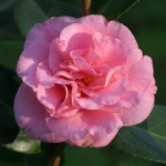Camellia hybrid 'Wirlinga Ruffles'