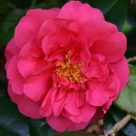 Camellia japonica 'Wonderland'