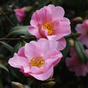 Camellia x williamsii 'Wood Nymph'