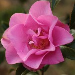 Camellia x williamsii 'Wynne Rayner'