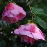 Camellia x williamsii 'Yesterday'