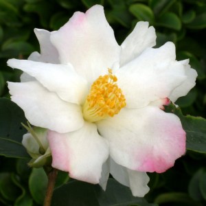 Camellia hybrid 'Yoimachi'