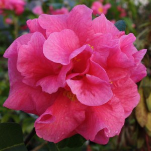 Camellia reticulata 'Yojimbo'