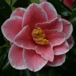 Camellia japonica 'Yours Truly'