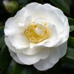 Camellia japonica 'Yukibotan'