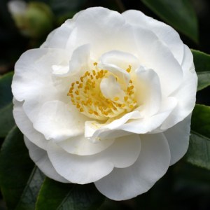 Camellia japonica 'Yukibotan'