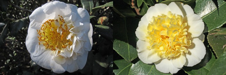 Brushfield-Yellow-comp