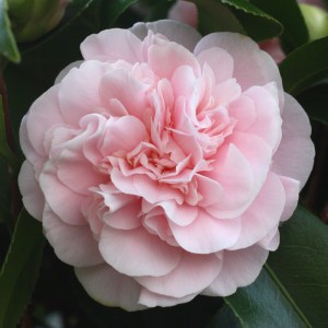 Camellia japonica 'Debutante'