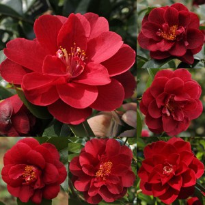 Camellia japonica 'Deep Secret'